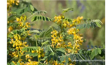 Gartenbaumschule Becker