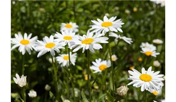 Gartenbaumschule Becker