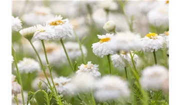 Gartenbaumschule Becker