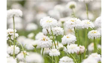 Gartenbaumschule Becker