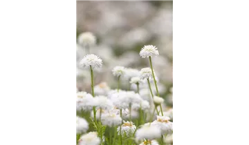 Gartenbaumschule Becker