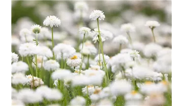 Gartenbaumschule Becker