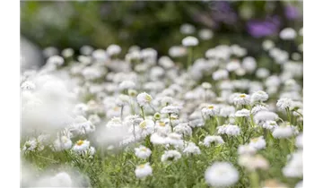 Gartenbaumschule Becker