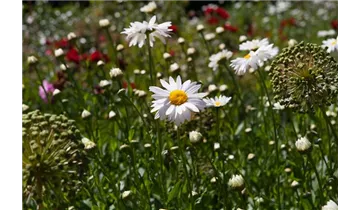 Gartenbaumschule Becker