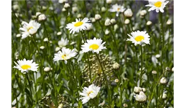 Gartenbaumschule Becker