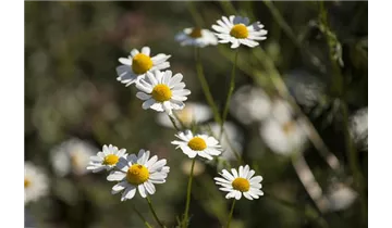 Gartenbaumschule Becker