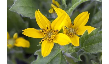 Gartenbaumschule Becker
