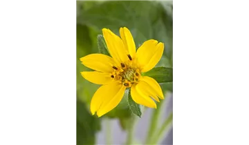 Gartenbaumschule Becker