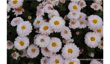 Gartenbaumschule Becker
