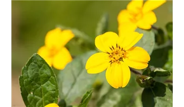 Gartenbaumschule Becker