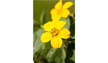 Gartenbaumschule Becker