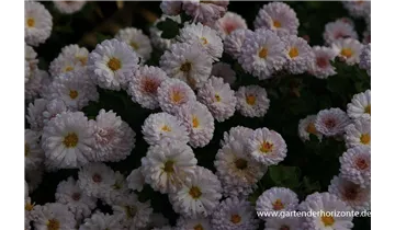 Gartenbaumschule Becker