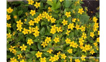 Gartenbaumschule Becker