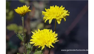 Gartenbaumschule Becker