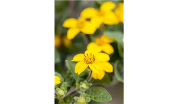 Gartenbaumschule Becker