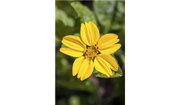 Gartenbaumschule Becker