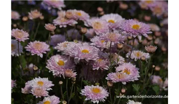 Gartenbaumschule Becker