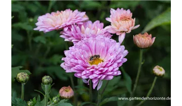 Gartenbaumschule Becker
