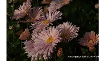 Gartenbaumschule Becker