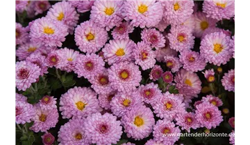 Gartenbaumschule Becker