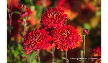 Gartenbaumschule Becker