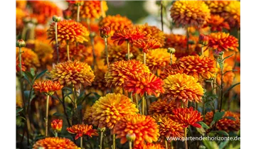 Gartenbaumschule Becker