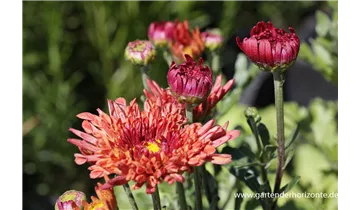 Gartenbaumschule Becker