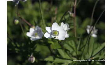 Gartenbaumschule Becker
