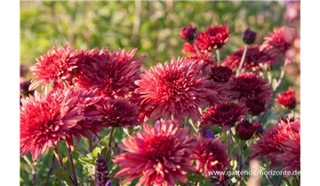 Gartenbaumschule Becker