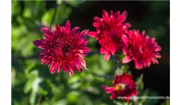 Gartenbaumschule Becker