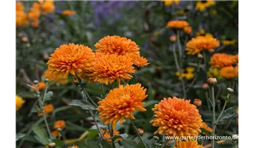 Gartenbaumschule Becker