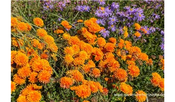 Gartenbaumschule Becker