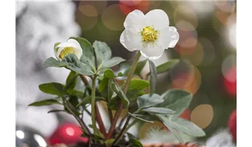 Gartenbaumschule Becker