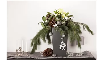 Gartenbaumschule Becker