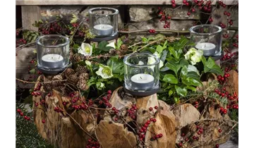 Gartenbaumschule Becker