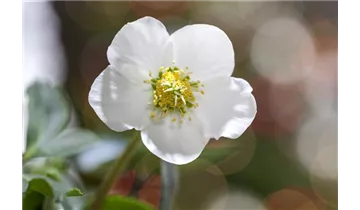 Gartenbaumschule Becker