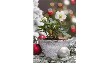 Gartenbaumschule Becker