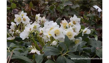 Gartenbaumschule Becker