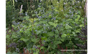 Gartenbaumschule Becker