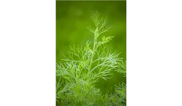 Gartenbaumschule Becker