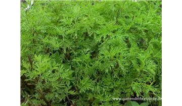 Gartenbaumschule Becker