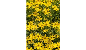 Gartenbaumschule Becker