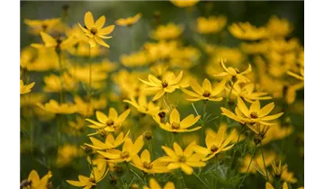 Gartenbaumschule Becker