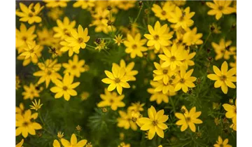 Gartenbaumschule Becker