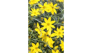 Gartenbaumschule Becker