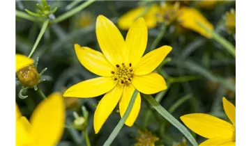 Gartenbaumschule Becker