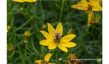 Gartenbaumschule Becker