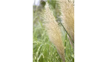 Gartenbaumschule Becker