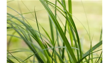 Gartenbaumschule Becker