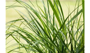 Gartenbaumschule Becker